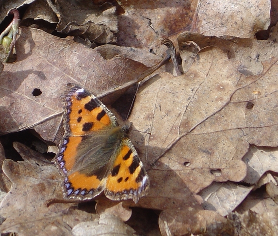 Small Tortoiseshell